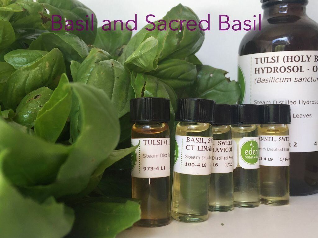 Basil EO Aromatherapy Blog